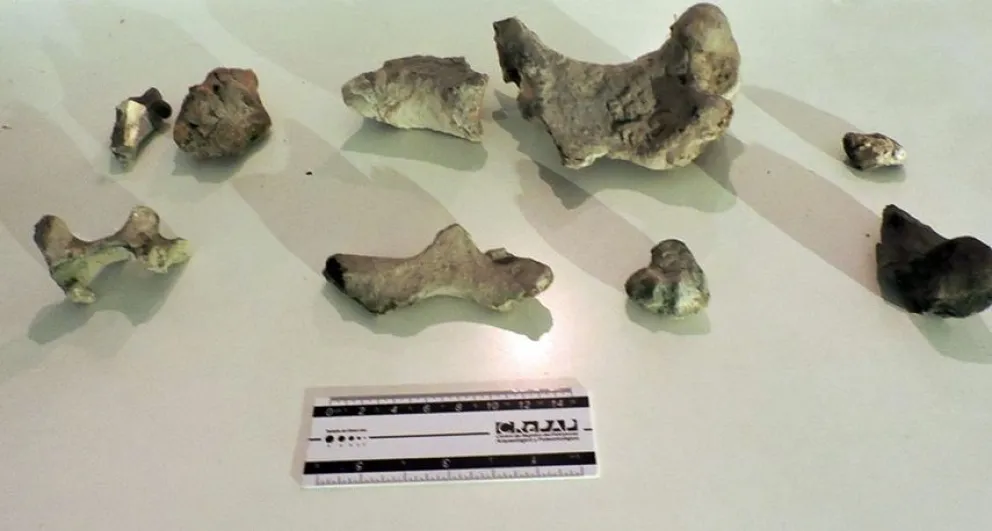 Encuentran restos de un gliptodonte en la laguna de Puán