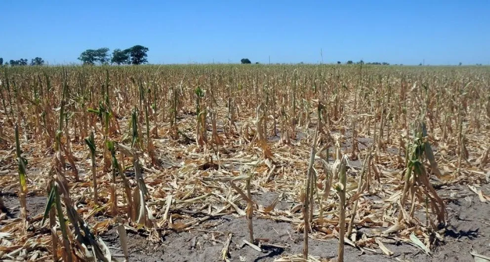 Los créditos especiales para productores afectados por la sequía ya superaron los $5.000 millones