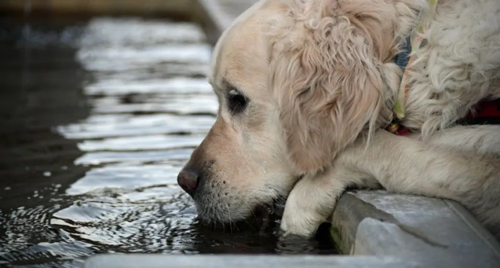 Golpes de calor en animales: cuáles son las medidas de prevención para evitarlos