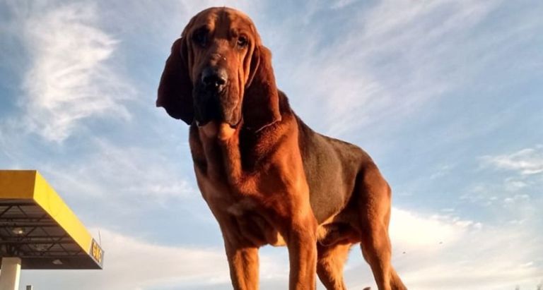 Una familia busca a su perro desaparecido y ofrece recompensa a quien ...
