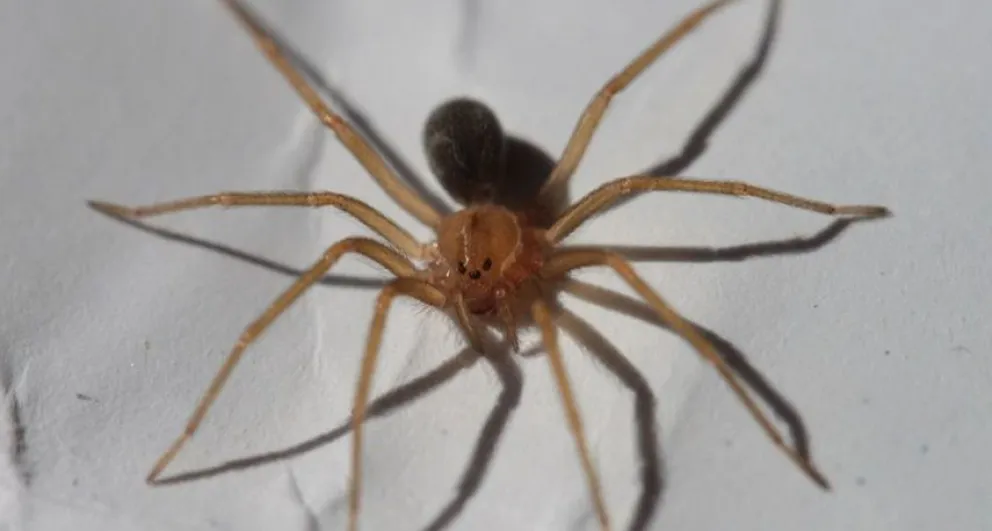 Lincoln: murió una niña de 18 meses tras ser picada por una araña