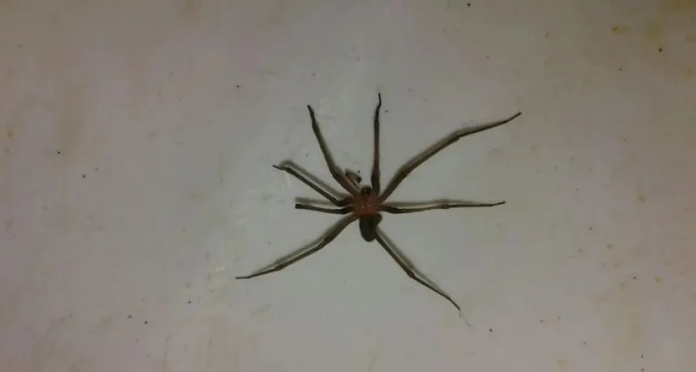 Araña violinista: cómo reconocerla y prevenir picaduras
