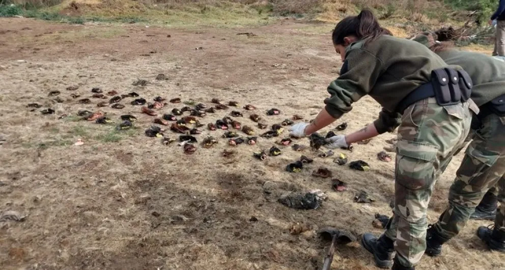 Robo de vacunos: aprehendieron a cuatro personas y clausuraron el frigorífico donde faenaron la hacienda