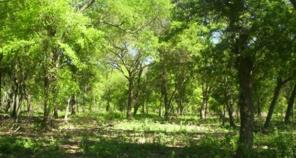 Provincia de Buenos Aires financiará proyectos que preserven bosques nativos