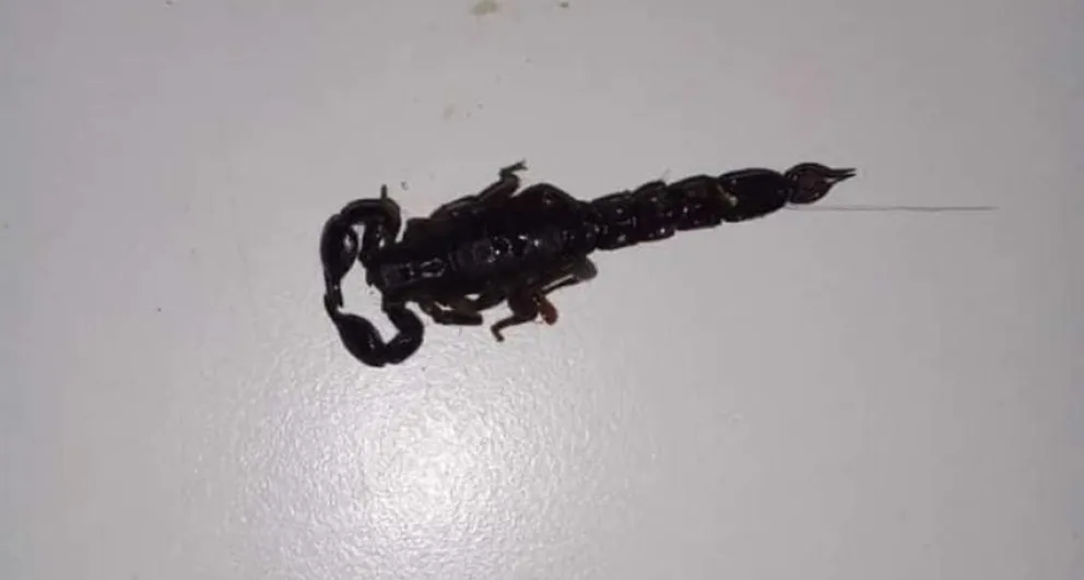 Apareció un alacrán en la casa de una familia de Bolívar