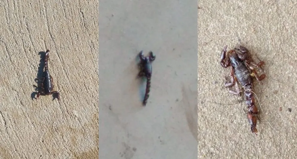La explicación de un biólogo bolivarense al fenómeno de los alacranes: “No hay que tenerles miedo”