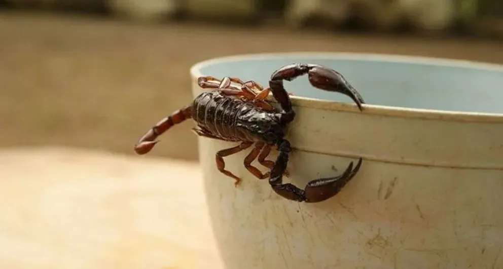 ¿Qué hacer frente a la aparición de alacranes? Las recomendaciones del director de Zoonosis de Bolívar