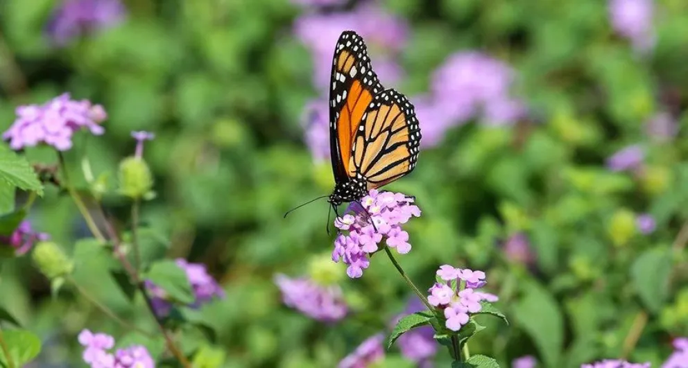 Cómo hacer para que tu jardín atraiga mariposas y picaflores: tips y recomendaciones del INTA