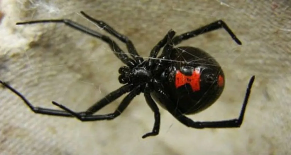 Alerta en Daireaux por la aparición de la viuda negra: cómo identificarla y qué hacer si pica