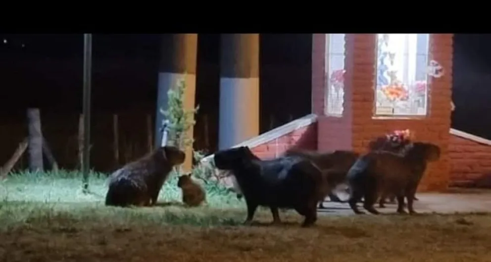 Una manada de carpinchos apareció en la entrada a Urdampilleta y rodeó la estatua de la Virgen