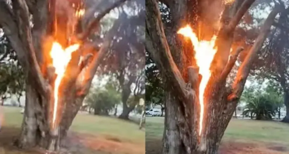 Impactante video: un rayo cayó sobre un árbol en Lincoln, lo partió a la mitad y se incendió