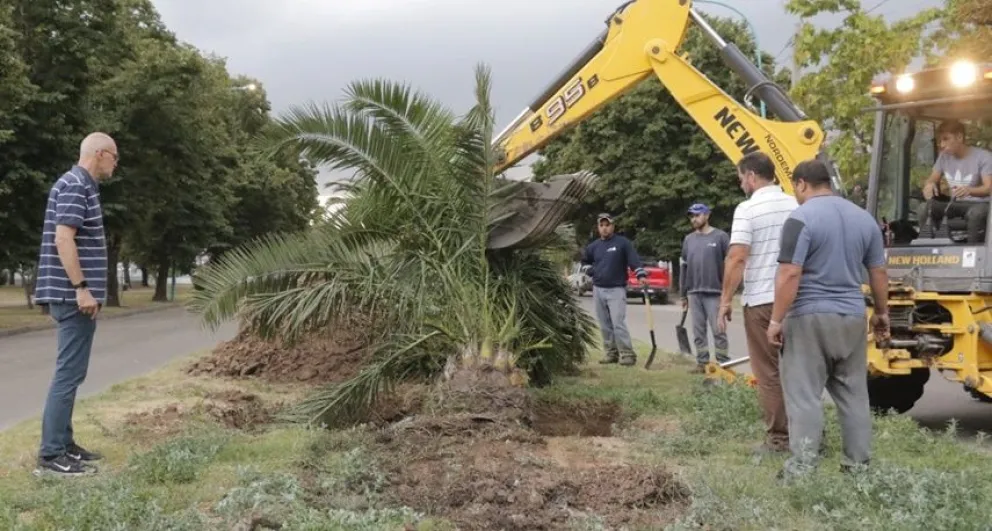 Repusieron una palmera en una rambla de la avenida General Paz