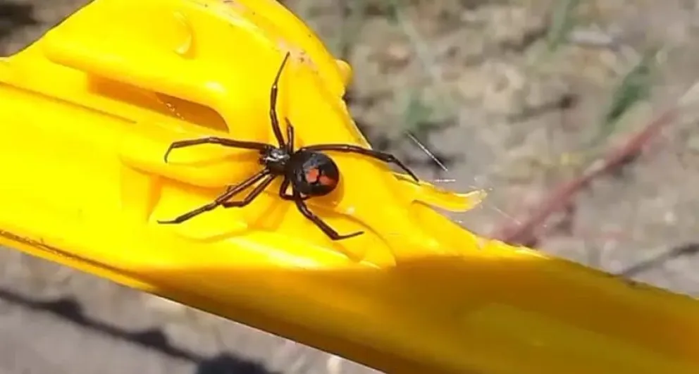 Recomendaciones ante la aparición de una Viuda Negra en un campo cercano a Bolívar