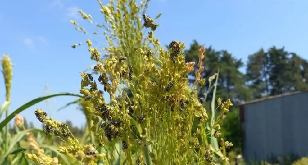 Alerta por insecto que puede ser letal para bovinos, equinos y animales de granja