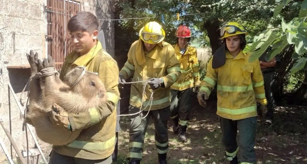 Bomberos Voluntarios rescataron a un carpincho en un domicilio ubicado en barrio Acupo