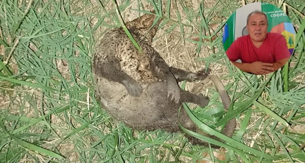 “La culpable de casi un desastre”: el vice de la Cooperativa Eléctrica responsabilizó a una comadreja por el apagón