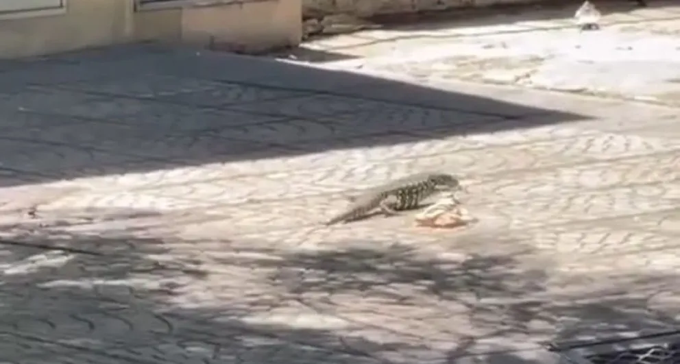 Vieron un lagarto overo en calle Zapiola: mirá el video