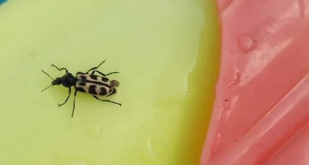 Recomendaciones ante la presencia del insecto “7 de Oro” en Bolívar y la zona