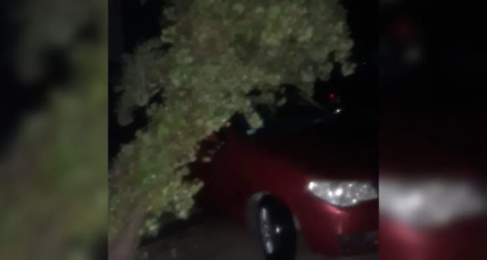 Un árbol cayó sobre un automóvil en barrio Procrear