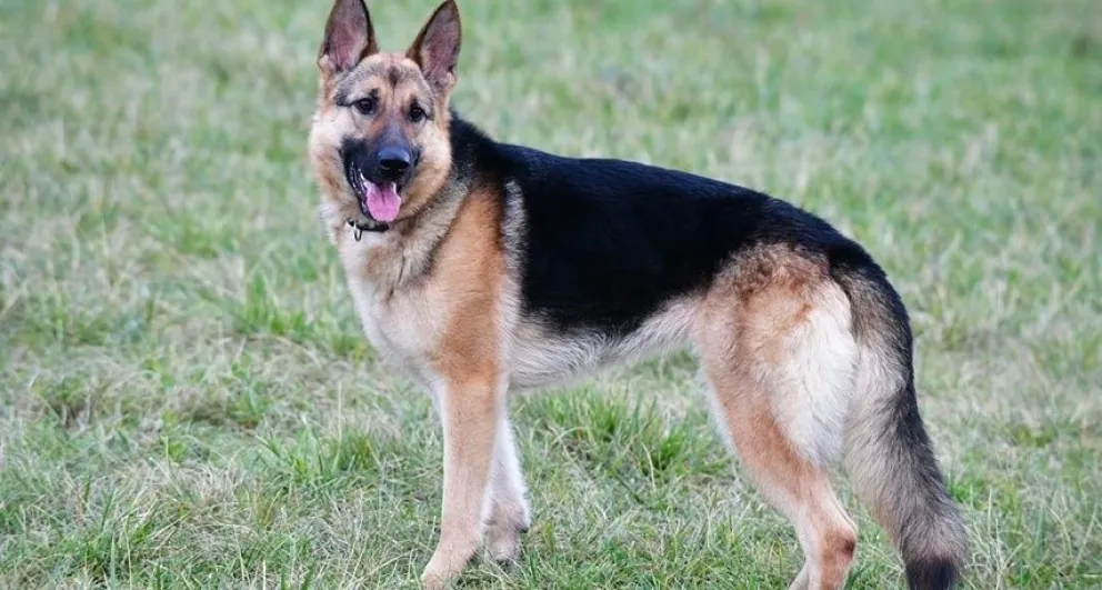 Sus dueños no lo quisieron más porque no es de raza y ahora buscan quien lo adopte