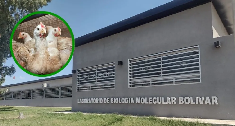 El laboratorio molecular de Bolívar está en condiciones de detectar casos de gripe aviar