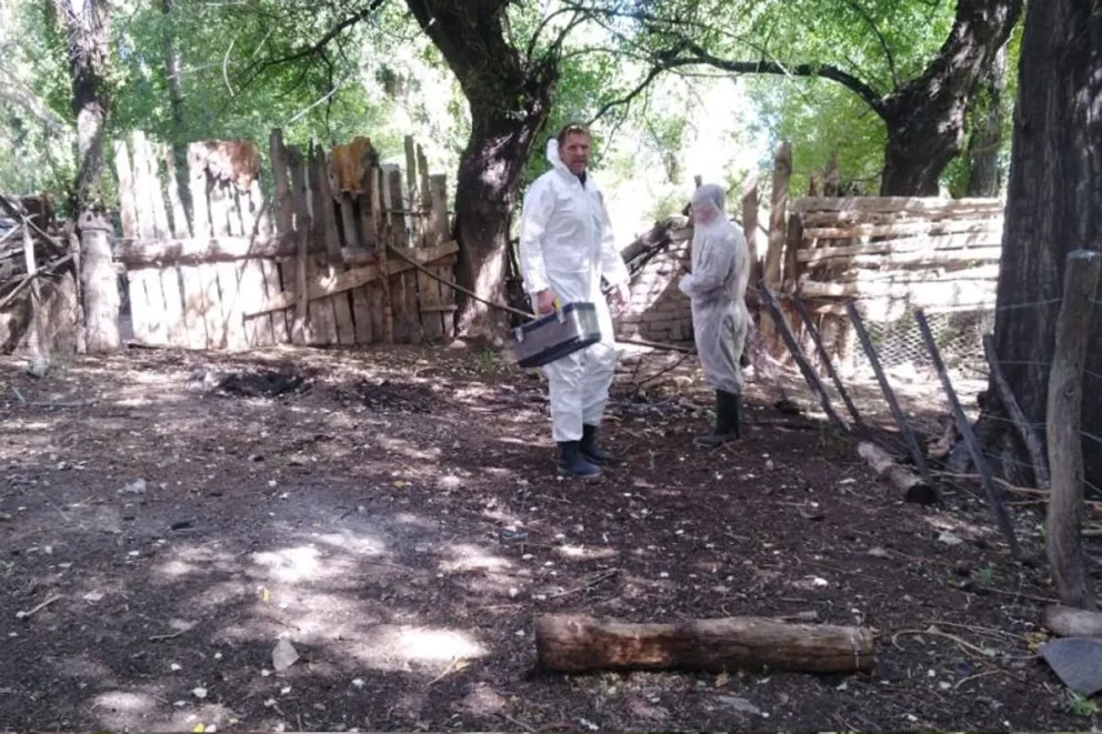 Detectaron en Azul un caso de gripe aviar 