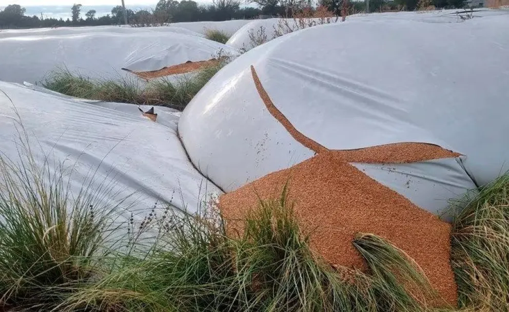 Rompieron más de 50 silobolsas en un establecimiento rural