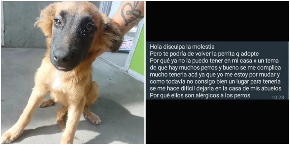 Polémica por quienes adoptan perros callejeros y los vuelven a abandonar: "No lo merecen" 