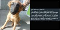 Polémica por quienes adoptan perros callejeros y los vuelven a abandonar: "No lo merecen" 