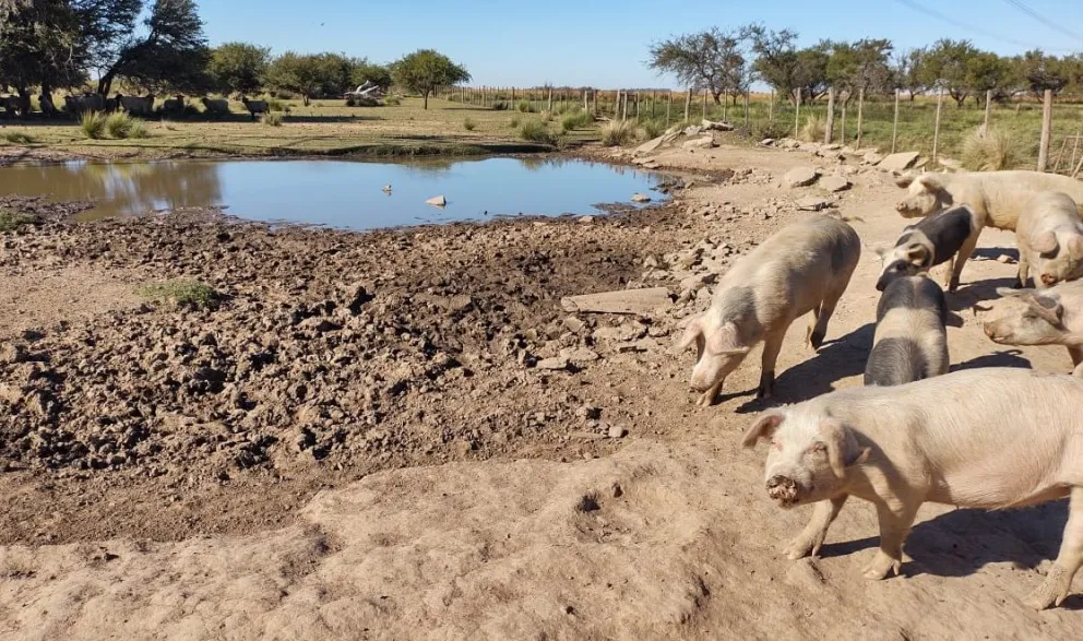 Alerta por un caso de triquinosis en la región