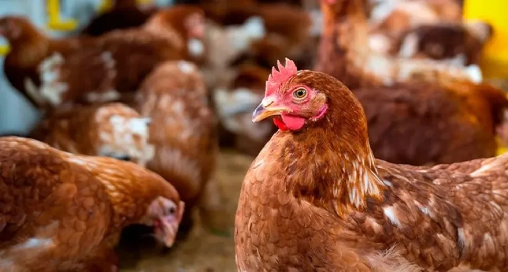 El Gobierno estableció medidas sanitarias para contener la gripe aviar