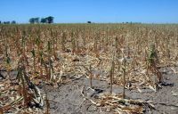 Sequía: confirman que productores de Bolívar accederán a medidas de alivio fiscal