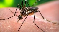 El Ministerio de Salud advirtió sobre el brote de dengue que pone en un "escenario complejo" al país