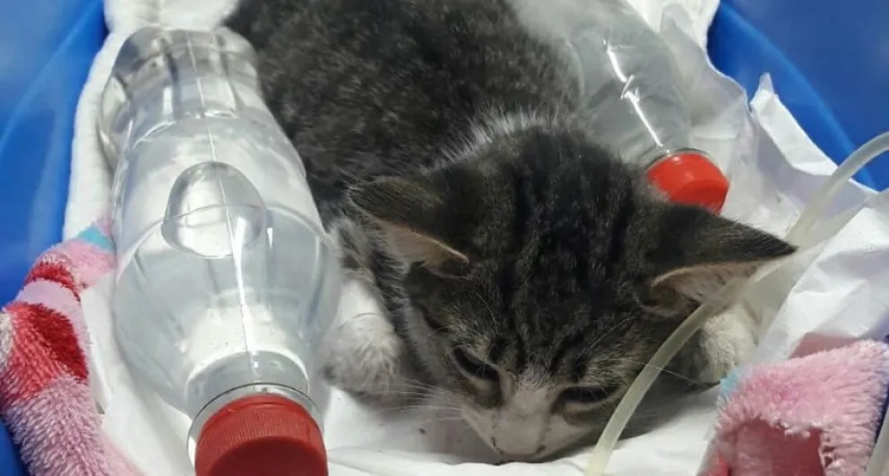 Ayudemos a Milli: buscan traslado y fondos para la operación de una gatita