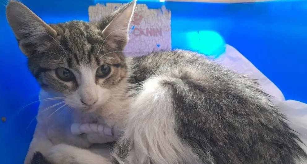Falleció la gatita que debía ser operada: qué harán con el dinero recaudado