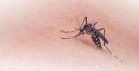 Dengue y chikungunya: en la provincia de Buenos Aires hay 1168 casos oficiales