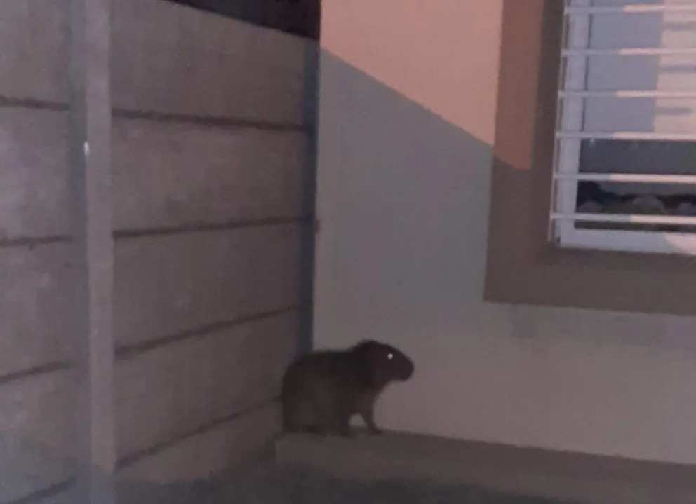 Carpincho suelto en Bolívar: una dotación de Bomberos Voluntarios tuvo que rescatarlo