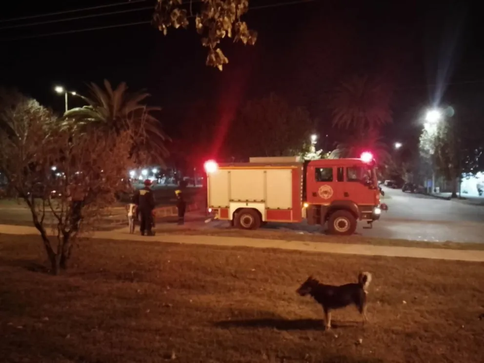 Un gato se subió a una planta, Bomberos acudieron al rescate pero finalmente bajó solo
