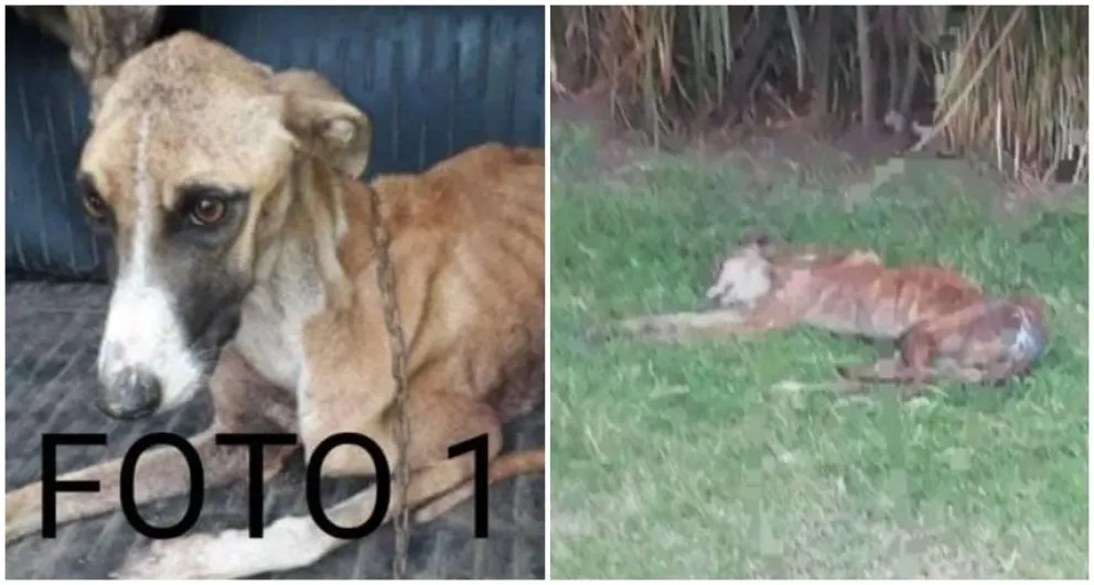 El descargo de SAPAAB tras un caso de maltrato:  "Todo acto de abandono y crueldad animal es responsabilidad social"