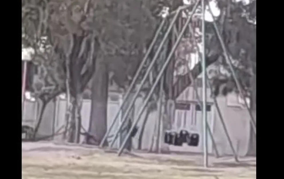 "¿Quién se hamaca?", el curioso video que fue registrado en una plaza de Daireaux