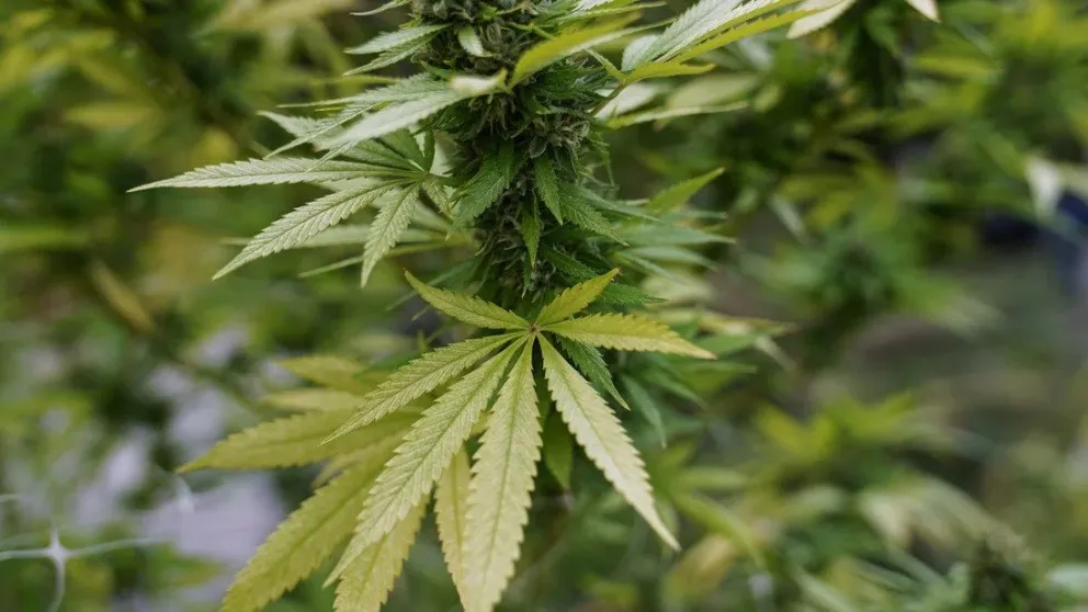 El gobierno extendió a tres años la vigencia del permiso para cultivar cannabis