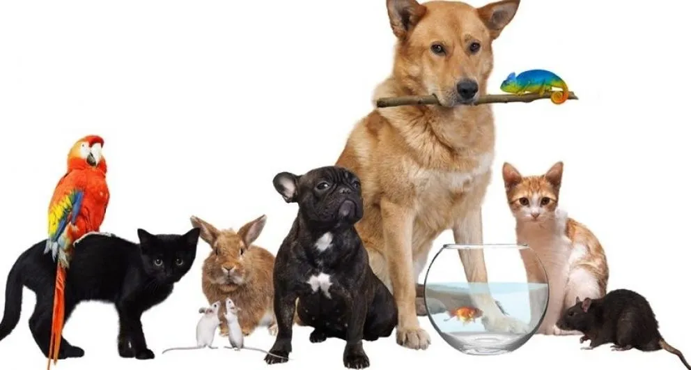 La Escuela Nº502 convoca a participar del Paseo de Mascotas para celebrar el Día del Animal 