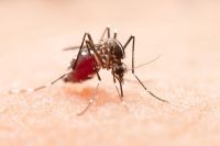 Aumenta el riesgo de contagio de dengue por el incremento de las temperaturas