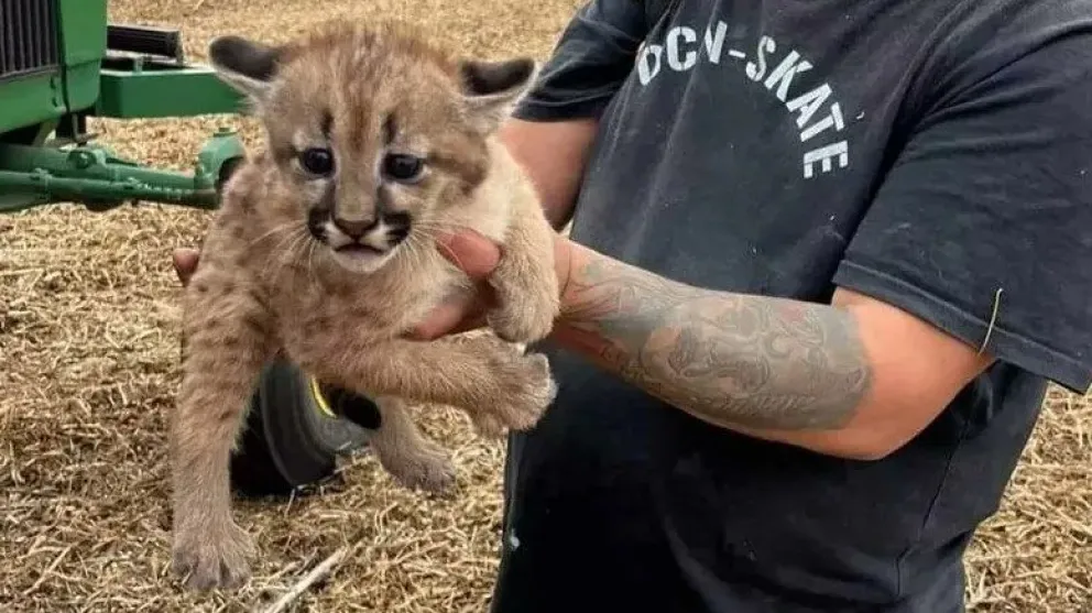 Video: encontraron un cachorro de puma mientras cosechaban