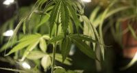 Condenaron a una mujer de 81 años por tener plantas de Cannabis en su casa