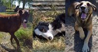 SAPAAB lanzó una particular campaña para que los perritos del refugio consigan una familia