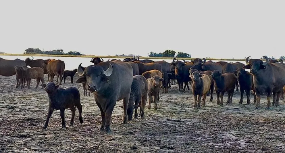 Nueva apuesta ganadera en Urdampilleta: el productor que eligió criar búfalos