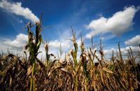 La Rural calcula una pérdida económica "equivalente a dos presupuestos municipales" por la sequía
