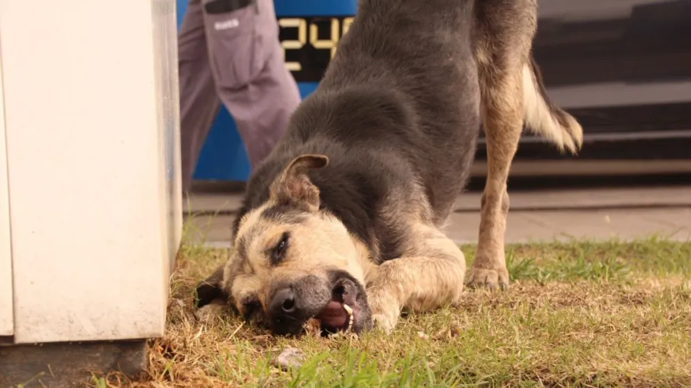 La historia de Sarnol, el perrito que se recuperó gracias al cuidado de un grupo de trabajadores