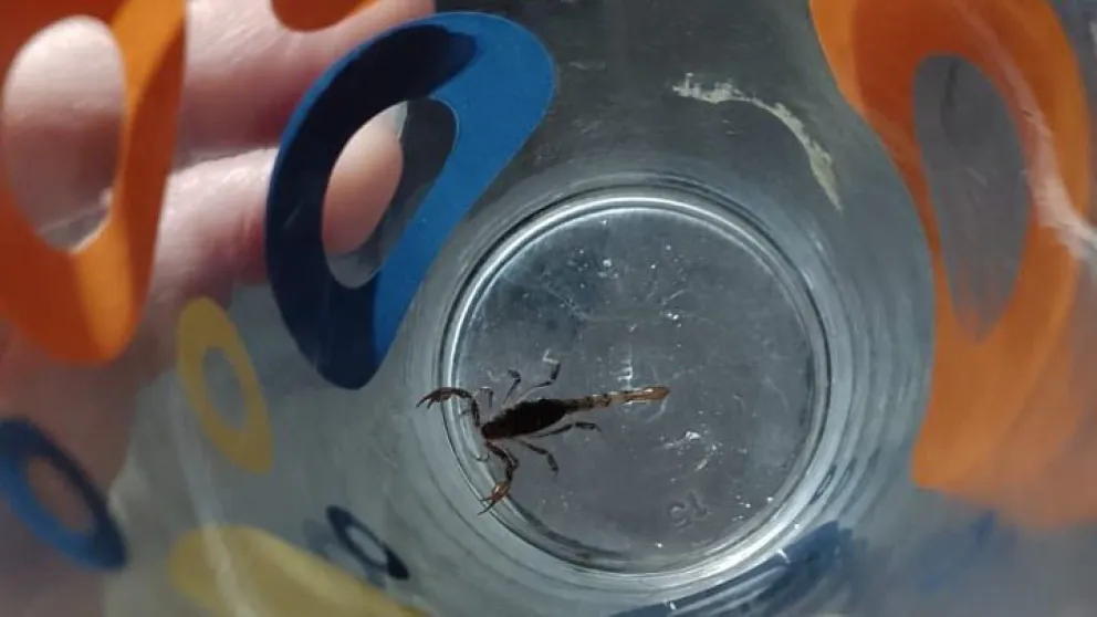 Una bolivarense encontró un alacrán en su casa, lo adoptó como mascota y lo bautizó